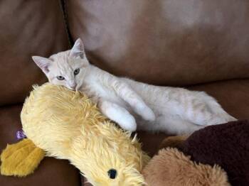 Buffy -  Domestic Short Hair Cat for Adoption in Naugatuck, Connecticut - Buffy | PetCurious