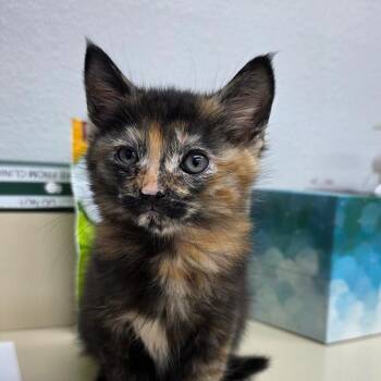 Domestic Short Hair Cats Available for Adoption in Buellton, California - Oakley | PetCurious