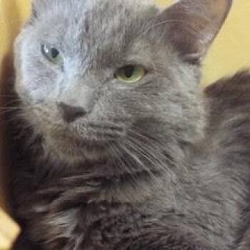 Rescue Domestic Short Hair Cats for Adoption in Green Valley, Arizona - Smokey | PetCurious