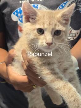 Rapunzel -  Domestic Short Hair Cat for Adoption in Cambridge, Maryland - Rapunzel | PetCurious