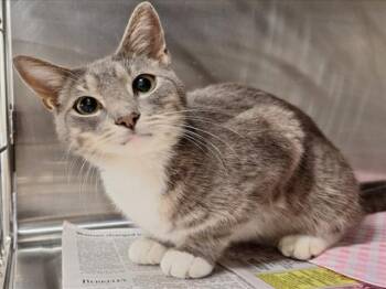 Rescue Domestic Short Hair Cats for Adoption in Hagerstown, Maryland - ROOK | PetCurious