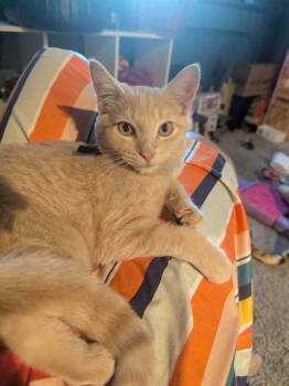 Bandit -  Domestic Short Hair Cat for Adoption in West Mifflin, Pennsylvania - Bandit | PetCurious