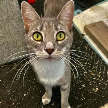 Domestic Short Hair Cats Available for Adoption in Riverside, California - Peggy Sue | PetCurious