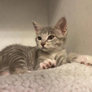 Maisie -  Domestic Short Hair Cat for Adoption in Dayton, Ohio - Maisie | PetCurious