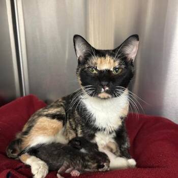 Domestic Short Hair Cats Available for Adoption in Knoxville, Tennessee - Coral | PetCurious