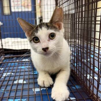 Ariel -  Domestic Short Hair Cat for Adoption in Galveston, Texas - Ariel | PetCurious