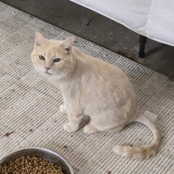 Cara -  Domestic Short Hair Cat for Adoption in Harrisonburg, Virginia - Cara | PetCurious