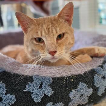 Domestic Short Hair Cats Available for Adoption in Muncie, Indiana - Carlos | PetCurious