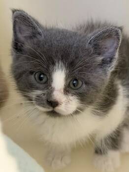Michelle -  Domestic Short Hair Cat for Adoption in Menomonie, Wisconsin - Michelle | PetCurious