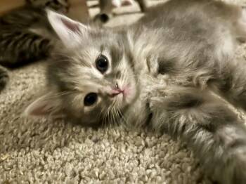 Domestic Long Hair Cats Available for Adoption in Pittsboro, North Carolina - Fluffy | PetCurious