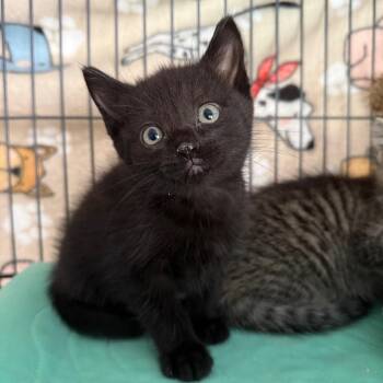 Domestic Short Hair Cats Available for Adoption in Englewood, Florida - Salsa | PetCurious