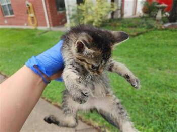 Domestic Short Hair Cats Available for Adoption in Houston, Texas - A654195 | PetCurious