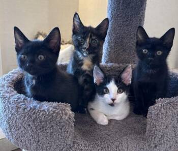 Tiggy -  Domestic Short Hair Cat for Adoption in Sebastian, Florida - Tiggy | PetCurious
