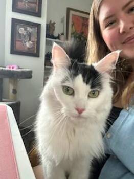 Rescue Domestic Medium Hair Cats for Adoption in Montreal, Quebec - Rosie | PetCurious