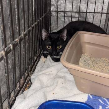 Franklin -  Domestic Short Hair Cat for Adoption in Stephenville, Texas - Franklin | PetCurious