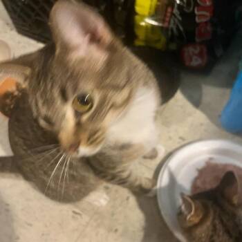 American Shorthair Cats Available for Adoption - Little Luna-C | PetCurious