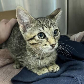Ryze -  Domestic Short Hair Cat for Adoption in Oneonta, New York - Ryze | PetCurious