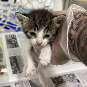TABBY -  Domestic Short Hair Cat for Adoption in Pensacola, Florida - TABBY | PetCurious