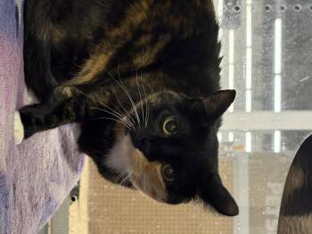 Millie -  Domestic Short Hair Cat for Adoption in Zimmerman, Minnesota - Millie | PetCurious
