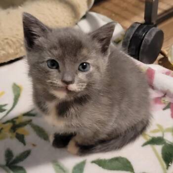 Jewel -  Domestic Short Hair Cat Available for Adoption in Port Richey, Florida - Jewel | PetCurious