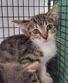 A2478128 -  Domestic Short Hair Cat for Adoption in Fort Lauderdale, Florida - A2478128 | PetCurious