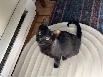 Rescue Domestic Short Hair Cats for Adoption in Springfield, Oregon - Joanie | PetCurious