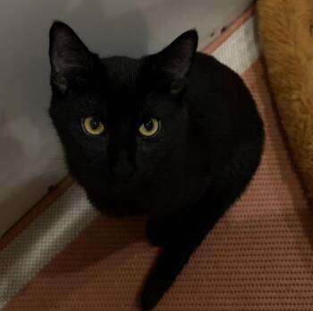 Rowan -  Domestic Short Hair Cat for Adoption in Duxbury, Massachusetts - Rowan | PetCurious