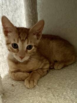 Izod -  Tabby Cat for Adoption in Plano, Texas - Izod | PetCurious