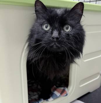 Venti -  Domestic Long Hair Cat for Adoption in Philadelphia, Pennsylvania - Venti | PetCurious