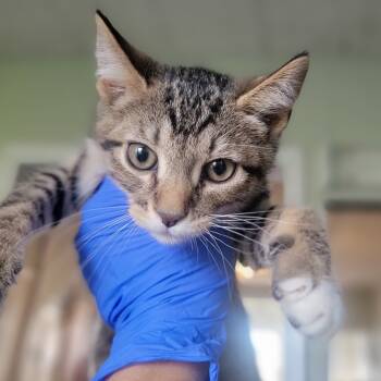 Rescue Domestic Short Hair Cats for Adoption in Troy, Illinois - House Salad | PetCurious