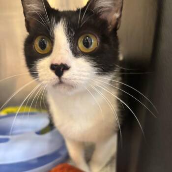 Turnip -  Domestic Short Hair Cat for Adoption in Spokane, Washington - Turnip | PetCurious