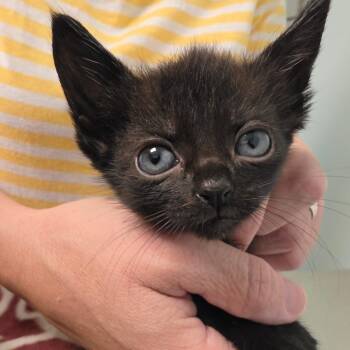 Tulip -  Domestic Short Hair Cat for Adoption in Leander, Texas - Tulip | PetCurious