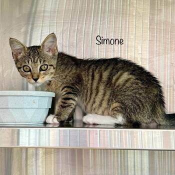 Simone -  Domestic Short Hair Cat for Adoption in Knoxville, Tennessee - Simone | PetCurious
