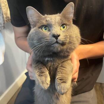 Nebelung Cats Available for Adoption - Pesto | PetCurious