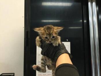 A1926380 -  Domestic Short Hair Cat for Adoption in Thousand Palms, California - A1926380 | PetCurious