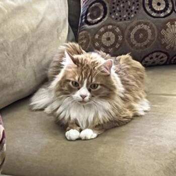Link -  Domestic Long Hair Cat for Adoption in Tempe, Arizona - Link | PetCurious