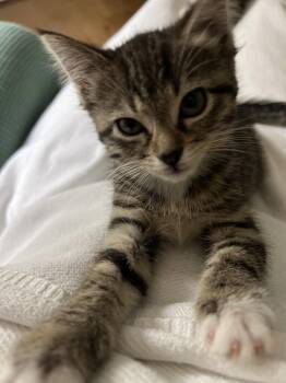 Domestic Short Hair Cats Available for Adoption in Rowlett, Texas - Lavender | PetCurious