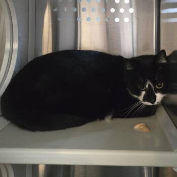 Mama Teacup -  Domestic Short Hair Cat for Adoption in Denver, Colorado - Mama Teacup | PetCurious