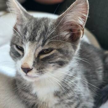 Ozzie -  Domestic Short Hair Cat for Adoption in Charlottesville, Virginia - Ozzie | PetCurious