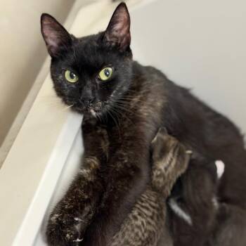 Reba -  Domestic Short Hair Cat for Adoption in Sarasota, Florida - Reba | PetCurious