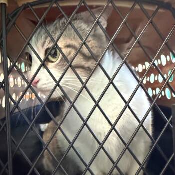 Domestic Short Hair Cats Available for Adoption in Lake Jackson, Texas - Harley | PetCurious