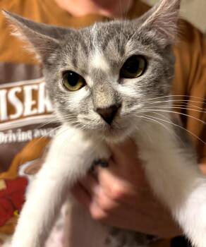 Eloise -  Domestic Short Hair Cat for Adoption in Phoenix, Arizona - Eloise | PetCurious