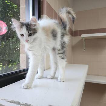 Dolly -  Domestic Medium Hair Cat Available for Adoption in Dixon, Illinois - Dolly | PetCurious