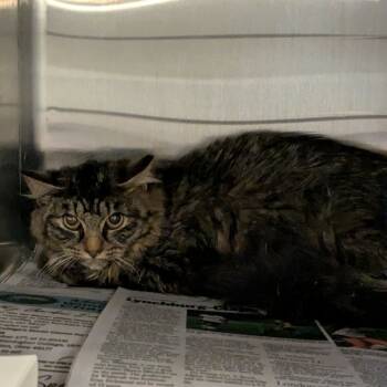 Rescue Domestic Medium Hair Cats for Adoption in Huntington, West Virginia - Kitsa (7) | PetCurious