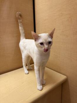 MEW -  Domestic Short Hair and Siamese Cat Available for Adoption in Visalia, California - MEW | PetCurious