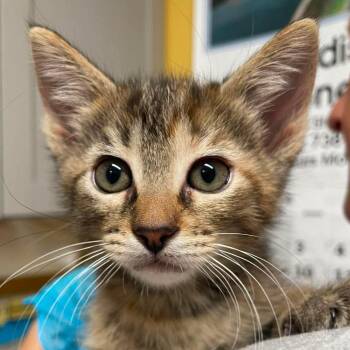 Ember -  Domestic Short Hair Cat for Adoption in Huntsville, Arkansas - Ember | PetCurious
