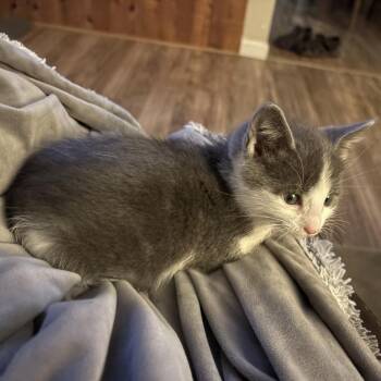 Faye -  Domestic Short Hair Cat for Adoption in Washougal, Washington - Faye | PetCurious