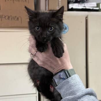 Baby -  Domestic Medium Hair Cat for Adoption in Columbia, South Carolina - Baby | PetCurious