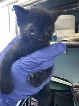 Zelda -  Domestic Short Hair Cat for Adoption in Vallejo, California - Zelda | PetCurious