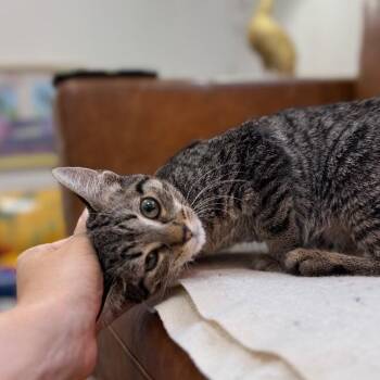 Tabby and Domestic Short Hair Cats Available for Adoption - Bronx Cutie Pie NY | PetCurious